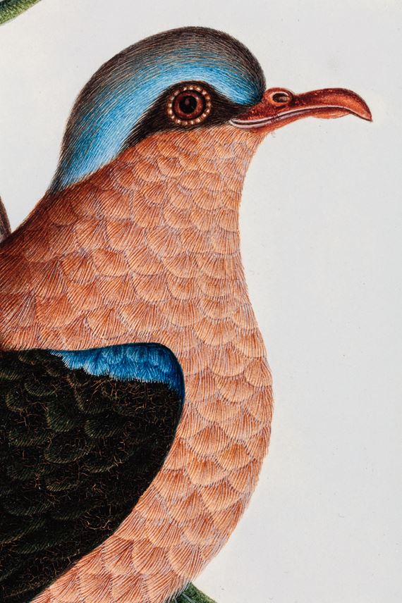 A study of a male Common Emerald Dove, Chalcophaps indica | MasterArt